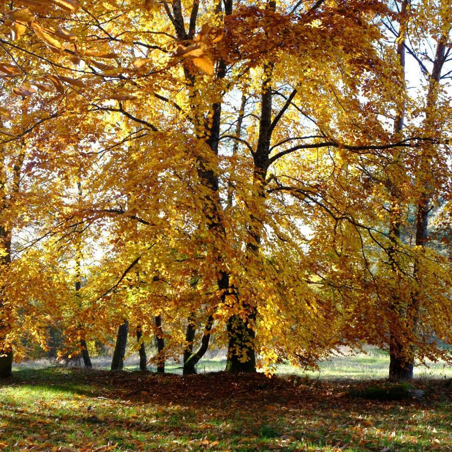 Ecoparc Des Monédières Saint-Yrieix-le-Déjalat Extérieur photo