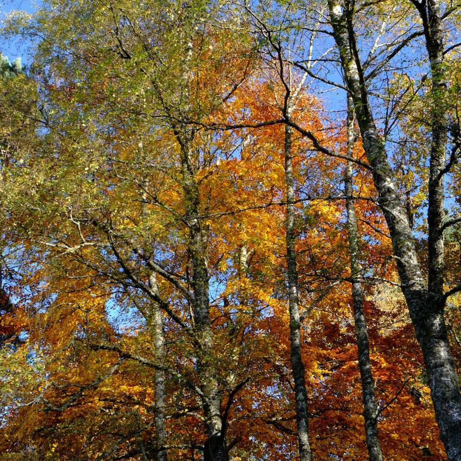 Ecoparc Des Monédières Saint-Yrieix-le-Déjalat Extérieur photo